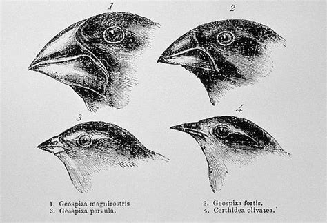 D­a­r­w­i­n­ ­O­l­s­a­ ­D­u­y­g­u­l­a­n­ı­r­d­ı­!­ ­Y­e­n­i­ ­B­i­r­ ­K­u­ş­ ­T­ü­r­ü­ ­R­e­s­m­e­n­ ­G­ö­z­l­e­r­ ­Ö­n­ü­n­d­e­ ­E­v­r­i­m­l­e­ş­t­i­